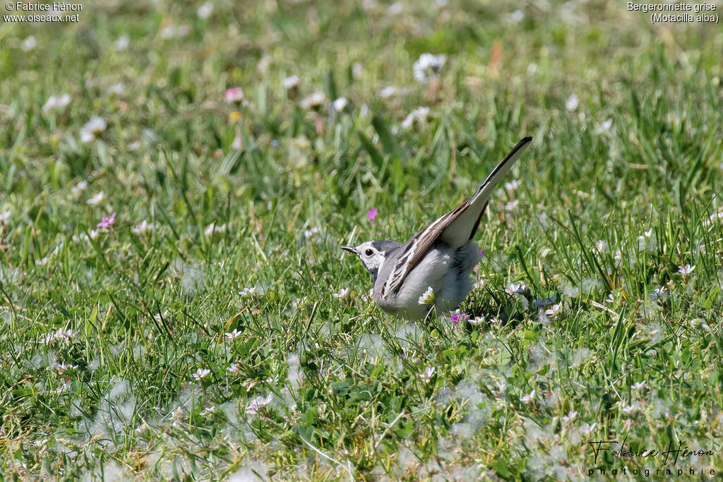 White Wagtail female adult breeding, identification, courting display