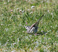 White Wagtail