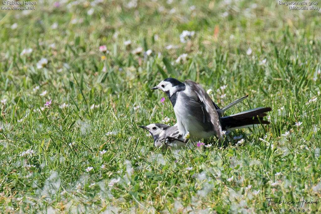 White Wagtailadult, mating.