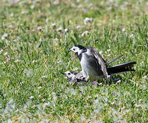 White Wagtail