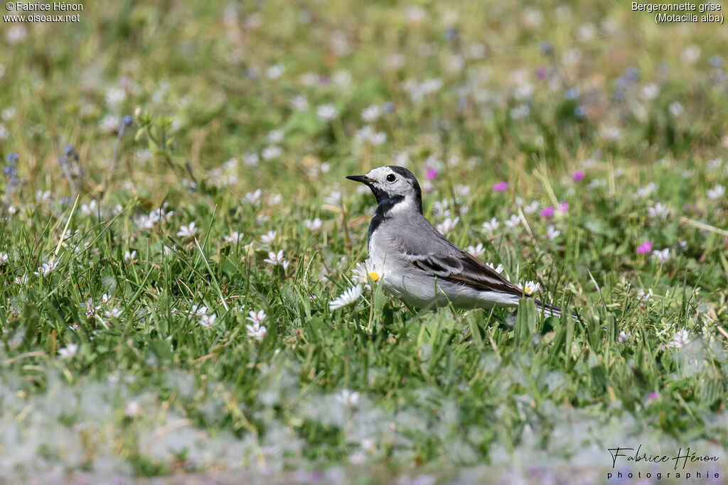 White Wagtailadult, close-up portrait