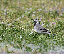 White Wagtail