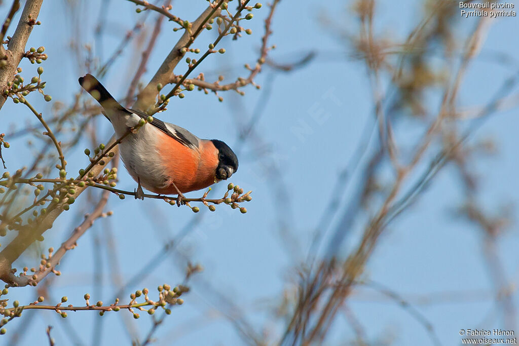 Eurasian Bullfinch male adult