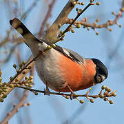 Eurasian Bullfinch