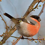 Eurasian Bullfinch