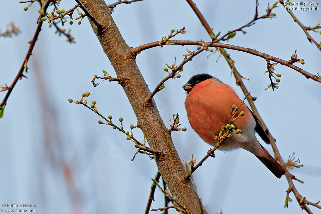 Eurasian Bullfinch male adult