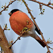 Eurasian Bullfinch