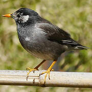 White-cheeked Starling