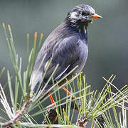 White-cheeked Starling