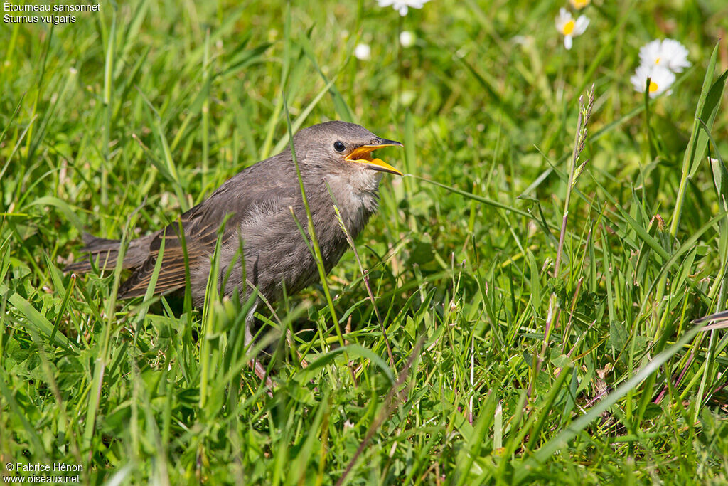 Common Starlingjuvenile