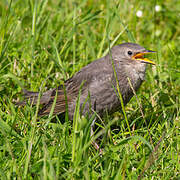 Common Starling