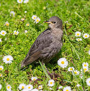 Common Starling