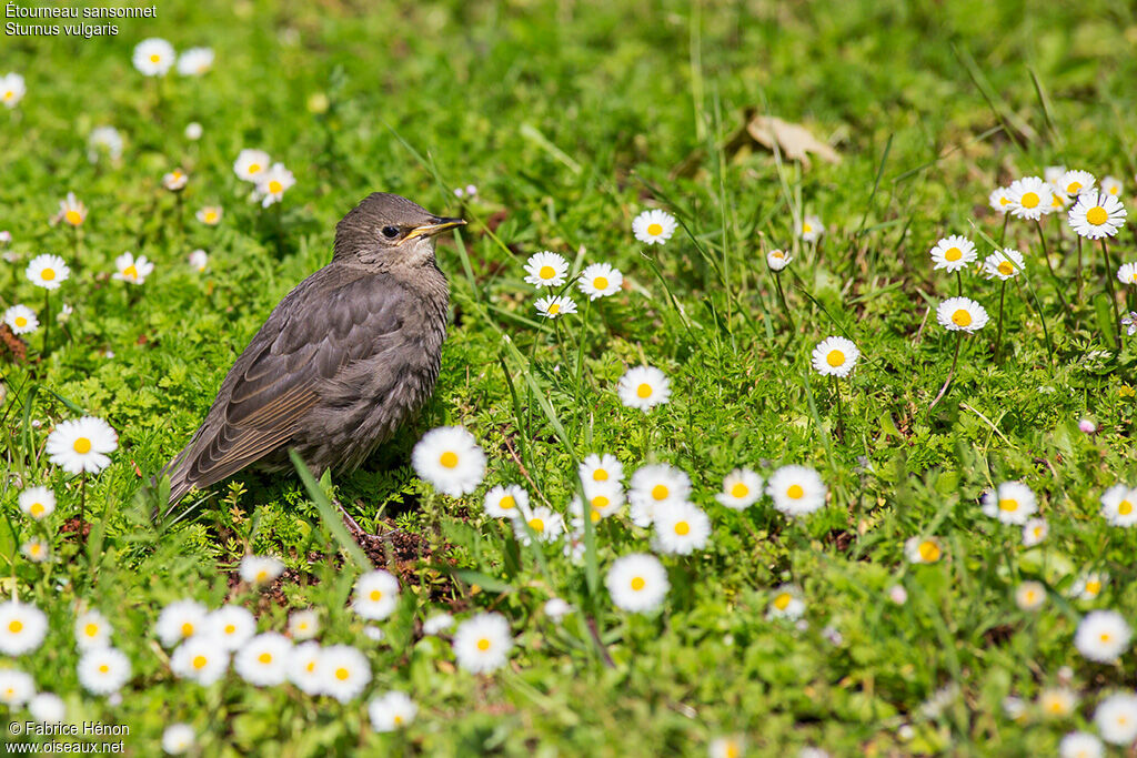 Common StarlingFirst year, identification