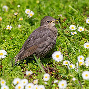 Common Starling