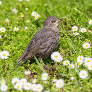 Common Starling