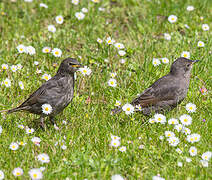 Common Starling