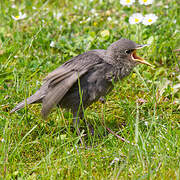 Common Starling