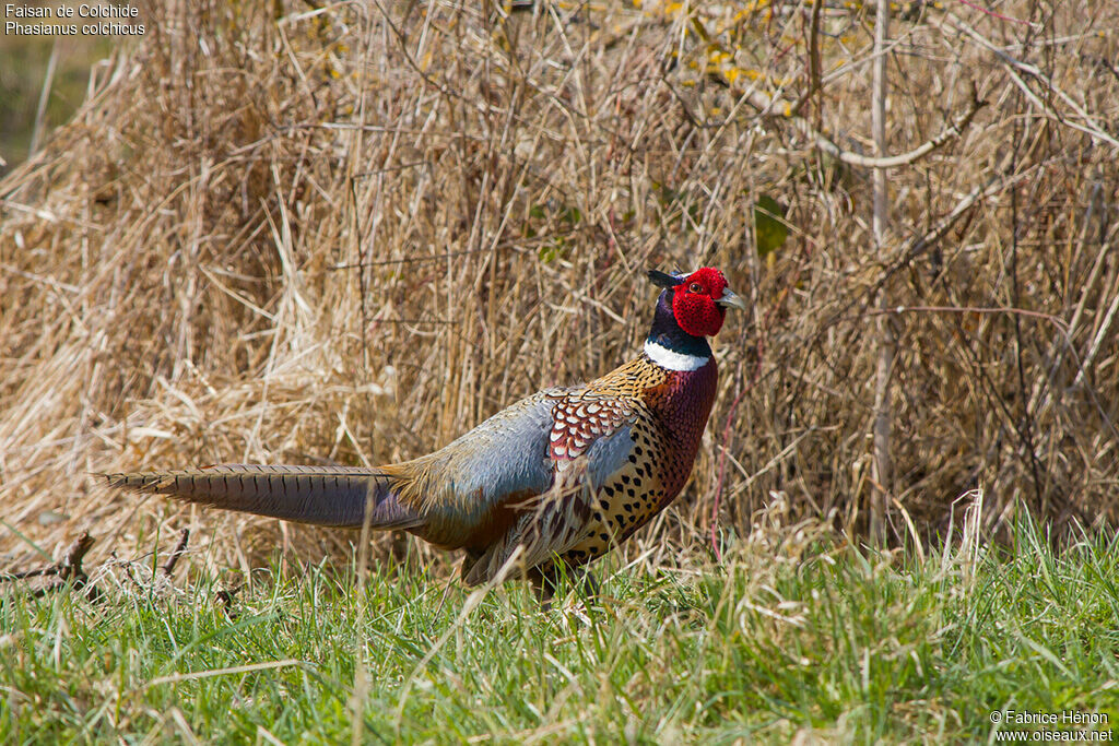 Common Pheasant male adult, identification