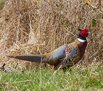 Common Pheasant