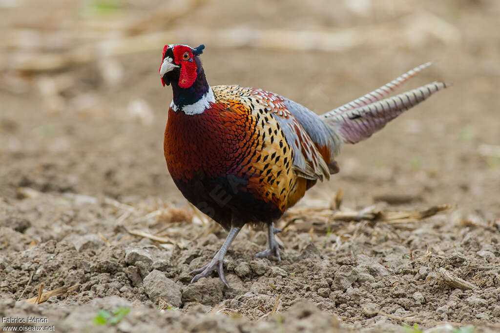 Common Pheasant male adult, identification