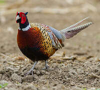 Common Pheasant