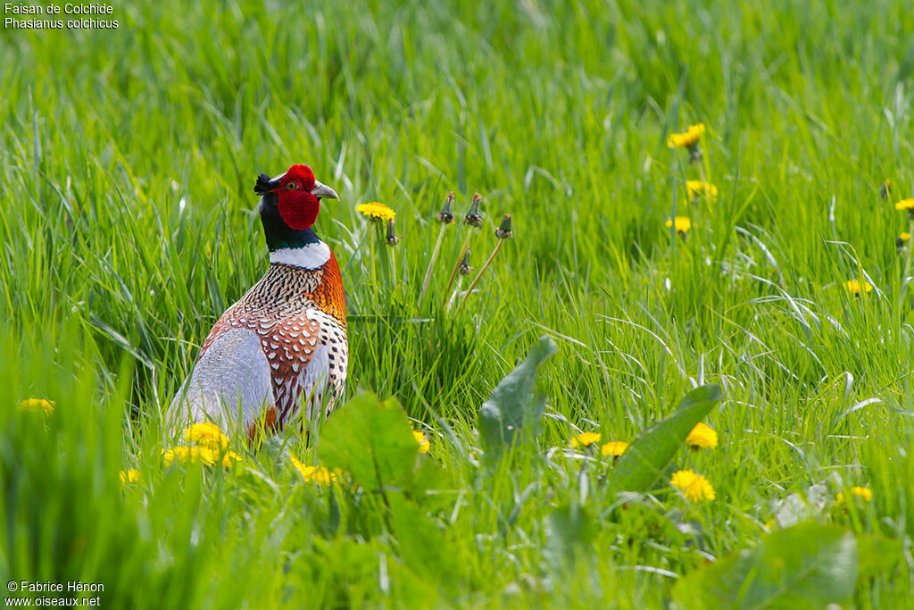 Faisan de Colchide mâle adulte, identification