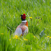 Common Pheasant