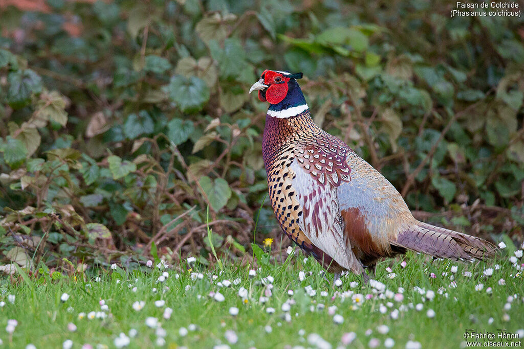 Common Pheasant male, close-up portrait, walking