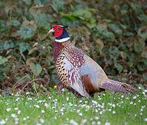 Common Pheasant