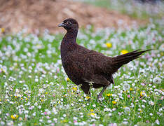 Common Pheasant