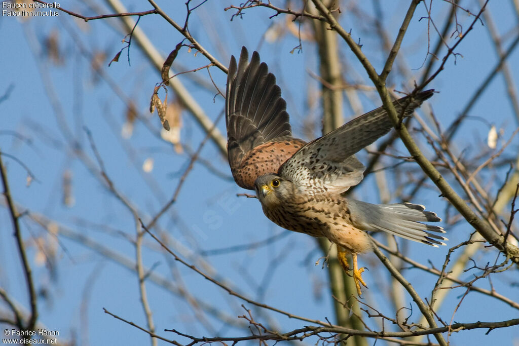 Common Kestrel male adult, Flight