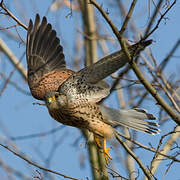 Common Kestrel