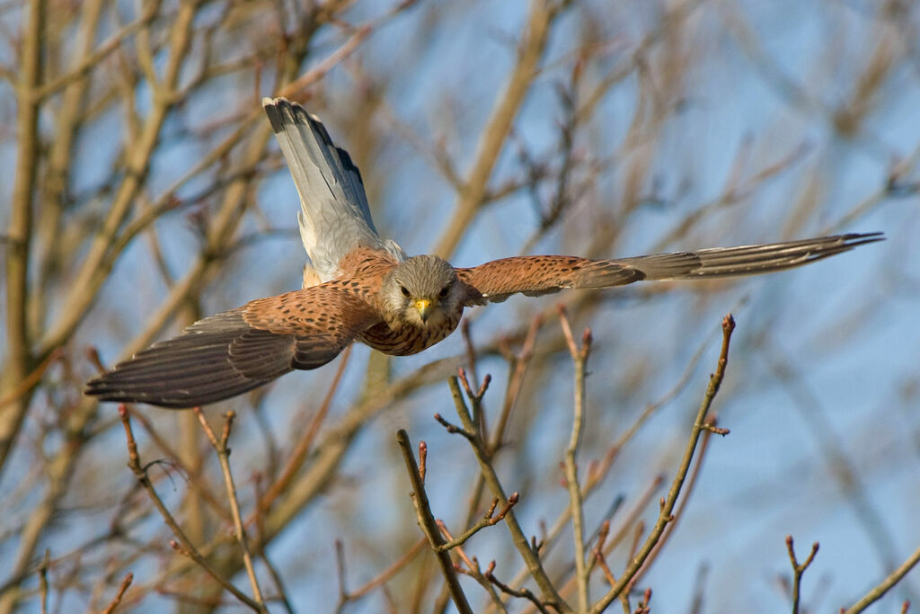 Common Kestrel male adult, Flight