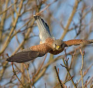 Common Kestrel