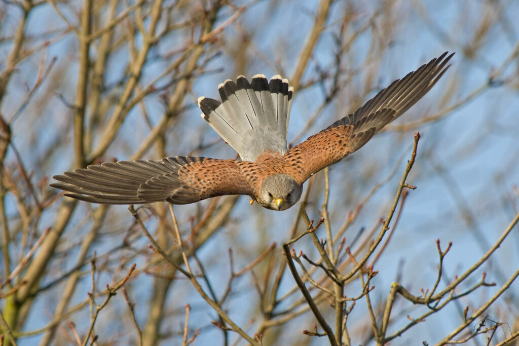 Common Kestrel male adult, Flight