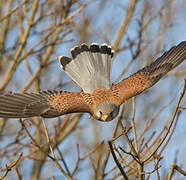 Common Kestrel