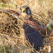 Common Kestrel