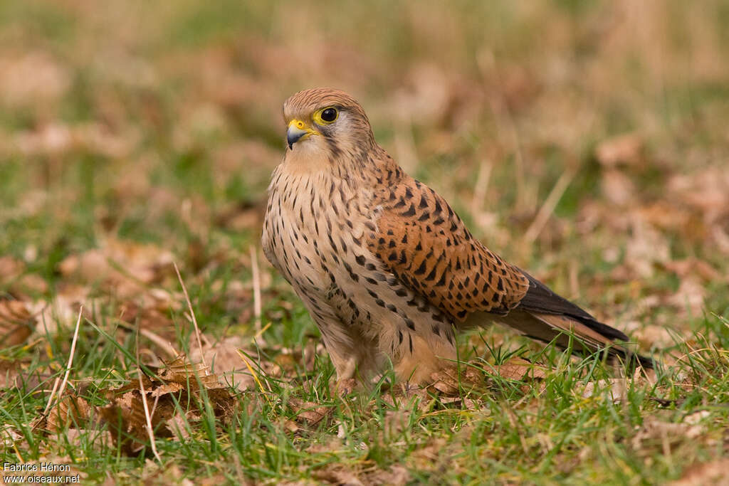 Common Kestrel female adult, close-up portrait