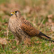 Common Kestrel