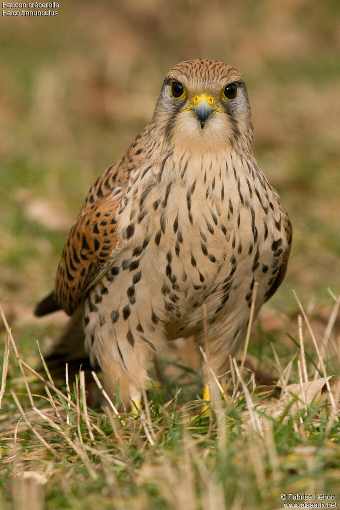 Common Kestrel female adult