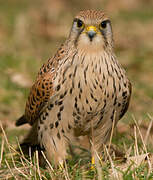 Common Kestrel