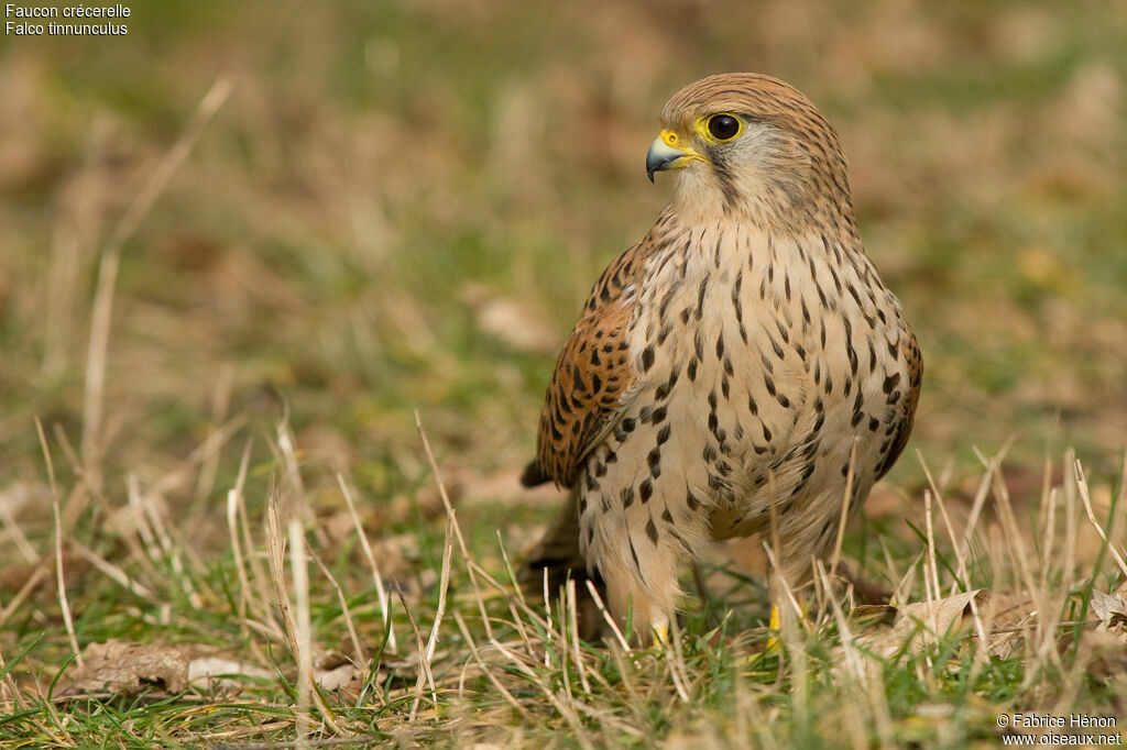 Common Kestrel female adult, identification