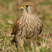 Common Kestrel