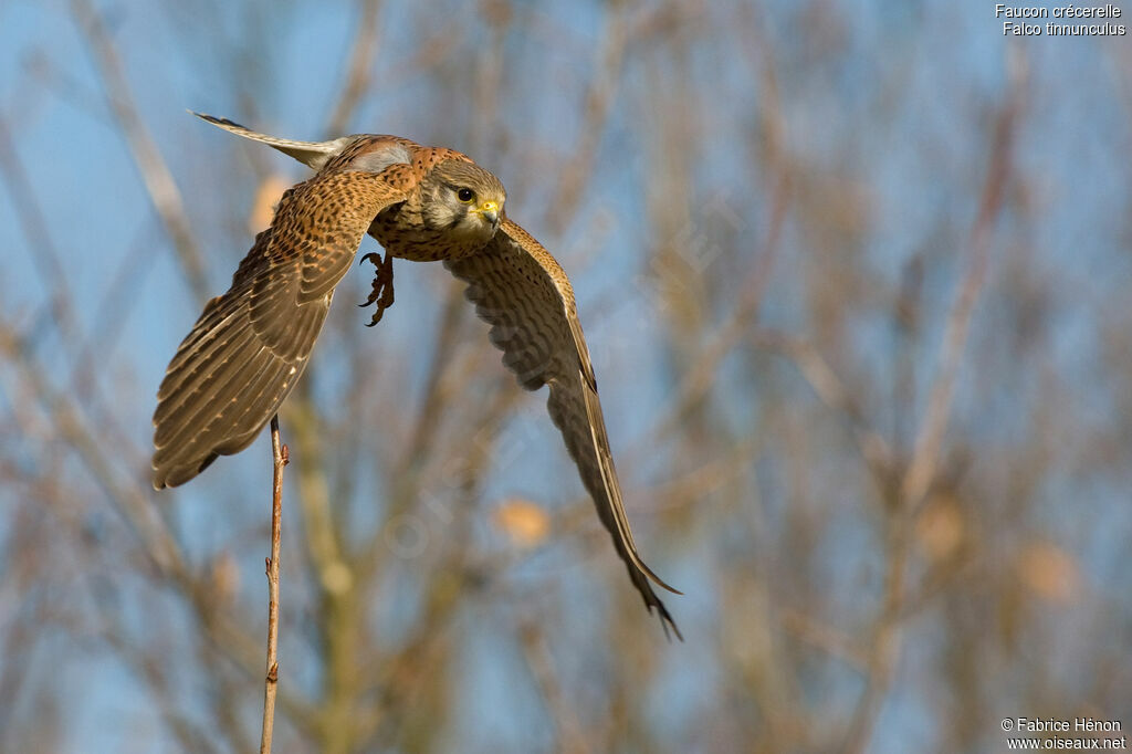 Common Kestrel male adult, Flight