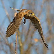 Common Kestrel