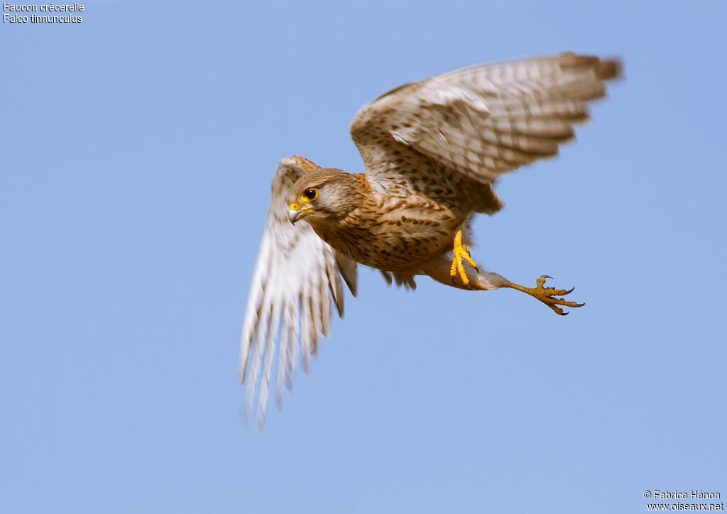 Common Kestrel male adult