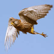 Common Kestrel