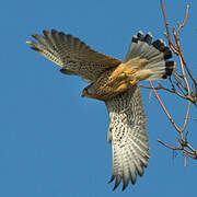 Common Kestrel