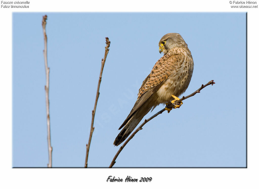 Common Kestrel male juvenile