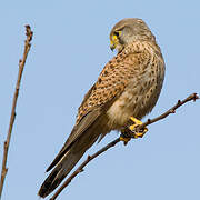 Common Kestrel